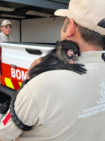 El animal se aferraba a sus rescatadores una vez que fue puesto a salvo. | Especial