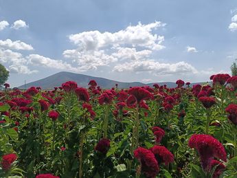 Montañas adornan de fondo campos de terciopelo en la Mixteca Poblana / Nancy Camacho