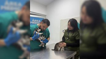 Fueron rescatados tres cachorros de raza Husky.| Especial