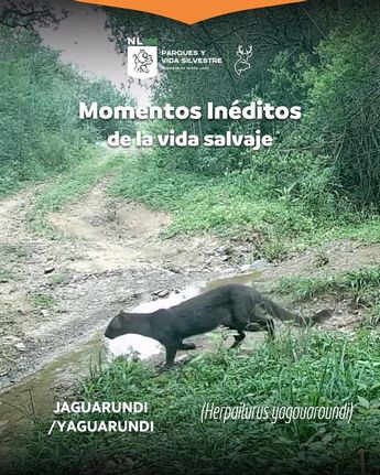 A través de Facebook se dio a conocer del animal. | Especial