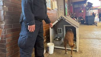 En el Palacio Municipal de Valle de Chalco alimentan también a otros perros callejeros | Zuleyma García