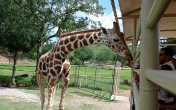En el Bioparque Estrella puedes convivir con algunos de los animales. | Especial