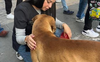 La agencia de Atención animal llamó a los feligreses a responsabilizarse de sus animales de compañía | Fanny Miranda