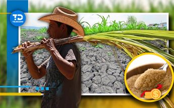 Azúcar en Puebla podría aumentar de precio por la sequía en los municipios dedicados al cultivo de caña / Especial