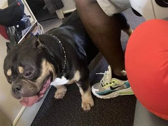 Pareja se queja de perro por tirarse gases en vuelo.