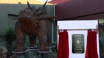 Acantholipan Gonzalezi en Museo del Desierto.