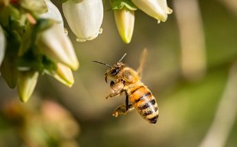 Qué pasaría si las abejas se extinguieran / Freepik