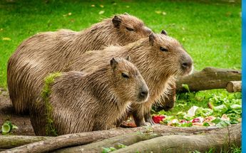 Los capibaras son unos mamíferos simpáticos y sociables | Especial