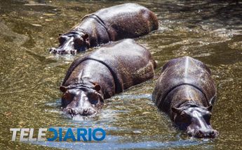 Hipopotamos Africam Safari / TELEDIARIO