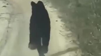 VIDEO | Sorprende avistamiento de oso negro en el ejido Finisterre de Francisco I. Madero, Coahuila