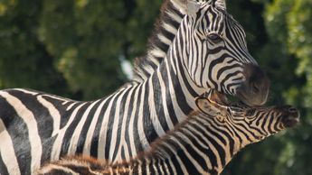 Las nuevas vacantes para cuidadores y preparadores de alimentos son piezas clave para conservar el santuario | Africam Safari