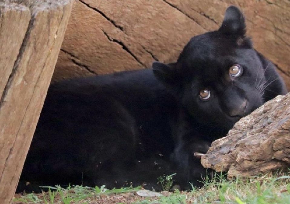 Jaguar cachorra del zoológico de Morelia que murió / Especial