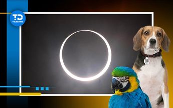 Eclipses solares afectan a mascotas / Especial