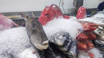 La pescadería tiene una gama amplia de pescados y mariscos que llegan todos los días. | Francisco Zúñiga Esquivel
