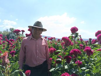 Campos de flor de terciopelo en la mixteca poblana, propiedad de Lorenzo Díaz / Nancy Camacho