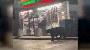 Captan a oso afuera de tienda en el sur de Monterrey
