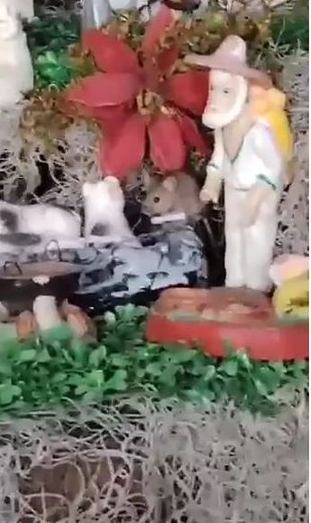 Una de las vecinas afectadas señaló que ya quitó su nacimiento porque los ratones se escondían en este lugar.