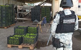 Los limoneros perdieron ganancias debido a la inseguridad que impera en el estado / César Cabrera