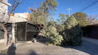 Árbol se cae en colonia Morelos.