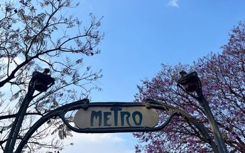 Diversas calles de la Ciudad de México se han vuelto hogar de las jacarandas, adornando los pisos de lila | Ariana Pérez