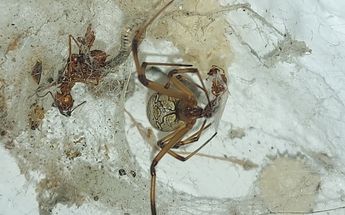 Extraña araña en Ciénega de Flores, Nuevo León | Especial