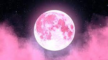 La Luna Rosa se llama así por una planta de Norteamerica llamada Phlox subulata.