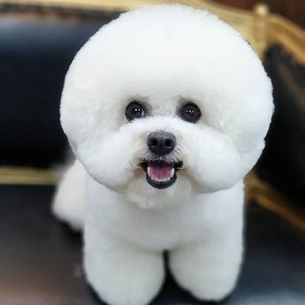 Bichon Frisé, raza alegre y cariñosa que también es famosa por su pelaje esponjoso y su tendencia a arrojar poco pelo.