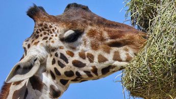 La jirafa Benito ajustó su alimentación y ahora está más sano, explicó Frank Camacho, director de Africam Safari | Andrés Lobato