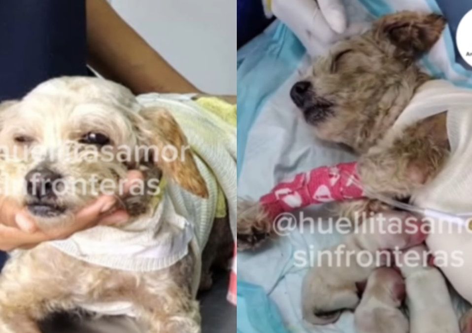 Cereza fue atendida y sometida a una cirugía tras sobrevivir a explosión en Iztapalapa | @huellitas_amor_sin_fronteras