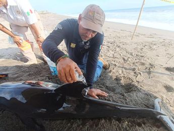 El delfín fue apoyado por las autoridades de protección animal | Especial