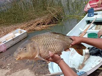 Muerte masiva de peces en Sierra Negra de Puebla / Apolonia Amayo