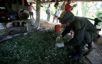Cárteles de Sinaloa y Jalisco “profesionalizan” filiales en Colombia para distribuir cocaína. | Reuters