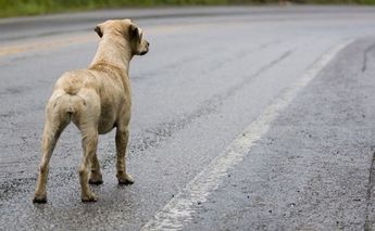 Perro abandonado / Google