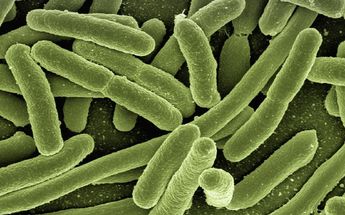La bacteria provoca daños en los tejidos de la piel / Pixabay