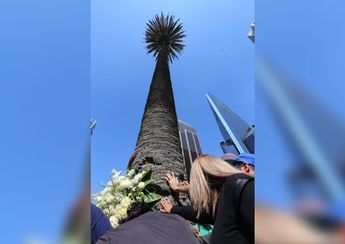 Los capitalinos despidieron a este icónico árbol en Paseo de la Reforma/ Javier Ríos