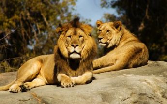 Cuatro leones dan positivo a COVID-19 en zoológico de Barcelona