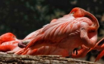 Los flamingos de Africam Safari cayeron dormidos ante el Eclipse Solar / Andrés Lobato