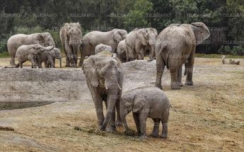 Manada de elefantes de Africam Safari / Melanie Torres