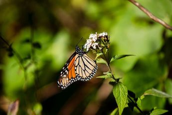 Mariposa Monarca supera meta de conservación