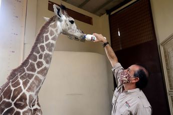 Alimentación de una jirafa de seis meses en Africam Safari / Agencia Cuartoscuro