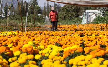 Productores de flor de cempasúchil en CdMx/Cuartoscuro