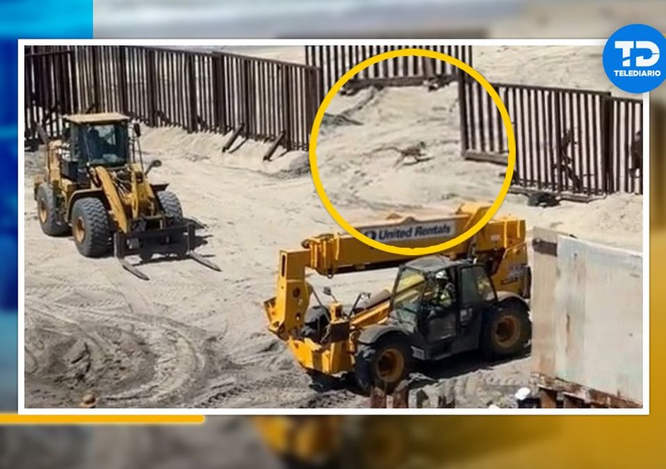 Perrito muro Tijuana EU