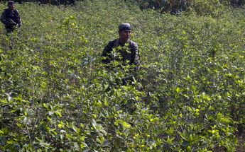 Cárteles de Sinaloa y Jalisco “profesionalizan” filiales en Colombia para distribuir cocaína. | EFE