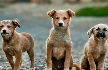 La adopción evita que más de 16 millones de perritos estén en situación de calle