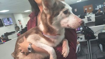 Protección animal de El Salto advierten que perrita 'Calca' raza husky requiere de cuidados especiales.