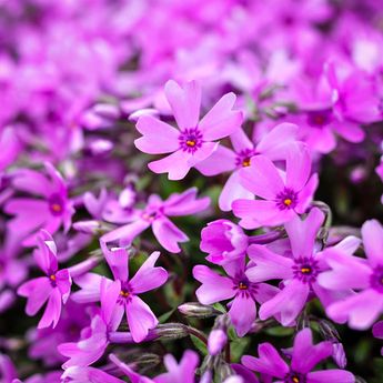 Cuando florecía la planta Phlox Subulata, la luna llena de abril se dejaba ver.