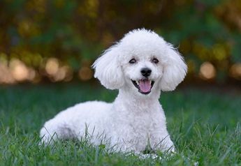 Poodle, raza es conocida por su capacidad para mantener su pelaje sin dejar muchos rastros