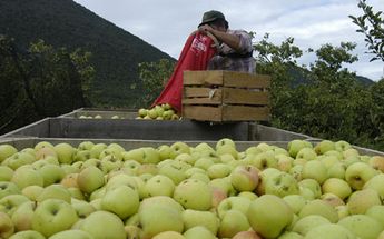 Jornaleros de Gómez Palacio irán a recolección de manzana a Washington