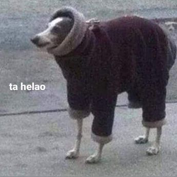 Los mejores memes por el frío en Monterrey | Especial