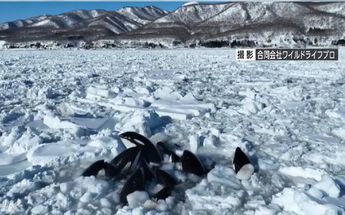 Las orcas luchan por mantenerse a flote para respirar, pues solo pueden mantenerse debajo del agua por varios minutos / NHK